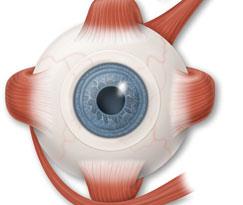 Strabismus Surgery - Dr Lynette Venter | Ophthalmologist | Eye | South  Africa